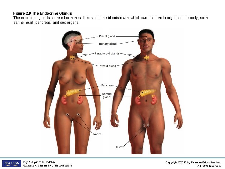 Figure 2. 9 The Endocrine Glands The endocrine glands secrete hormones directly into the