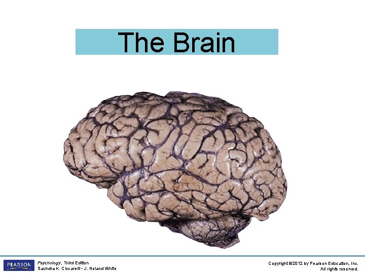 The Brain Psychology, Third Edition Saundra K. Ciccarelli • J. Noland White Copyright ©