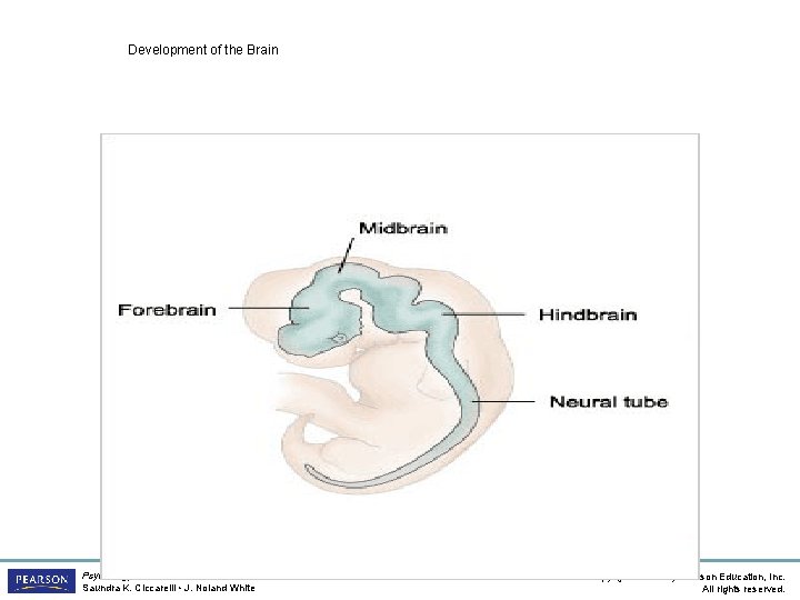 Development of the Brain Psychology, Third Edition Saundra K. Ciccarelli • J. Noland White