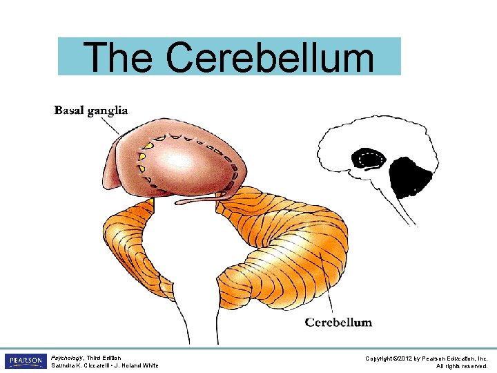 The Cerebellum Psychology, Third Edition Saundra K. Ciccarelli • J. Noland White Copyright ©