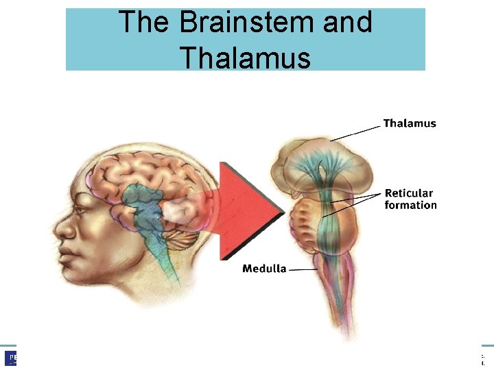 The Brainstem and Thalamus Psychology, Third Edition Saundra K. Ciccarelli • J. Noland White