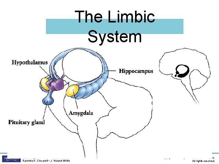 The Limbic System Psychology, Third Edition Saundra K. Ciccarelli • J. Noland White Copyright