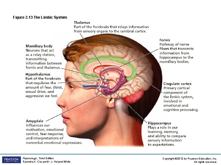 Figure 2. 13 The Limbic System Psychology, Third Edition Saundra K. Ciccarelli • J.