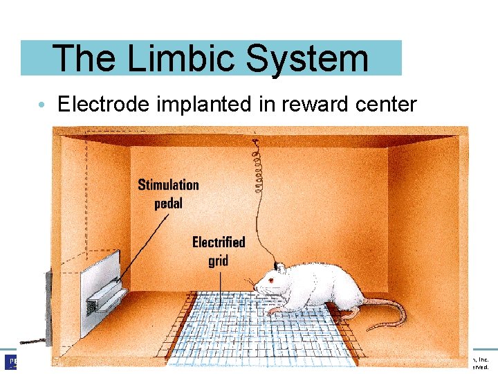 The Limbic System • Electrode implanted in reward center Psychology, Third Edition Saundra K.