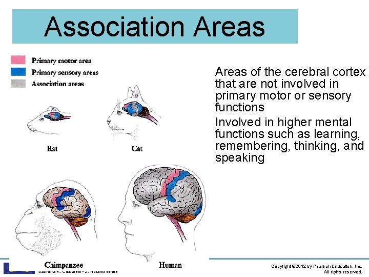 Association Areas • Areas of the cerebral cortex that are not involved in primary