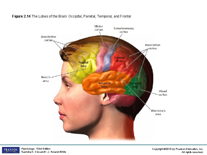 Figure 2. 14 The Lobes of the Brain: Occipital, Parietal, Temporal, and Frontal Psychology,