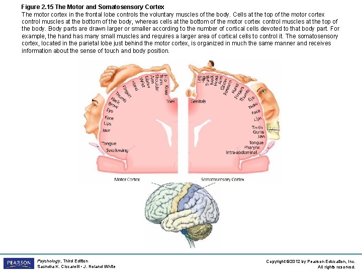 Figure 2. 15 The Motor and Somatosensory Cortex The motor cortex in the frontal