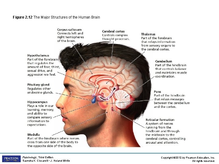 Figure 2. 12 The Major Structures of the Human Brain Psychology, Third Edition Saundra