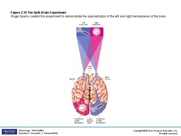 Figure 2. 16 The Split-Brain Experiment Roger Sperry created this experiment to demonstrate the