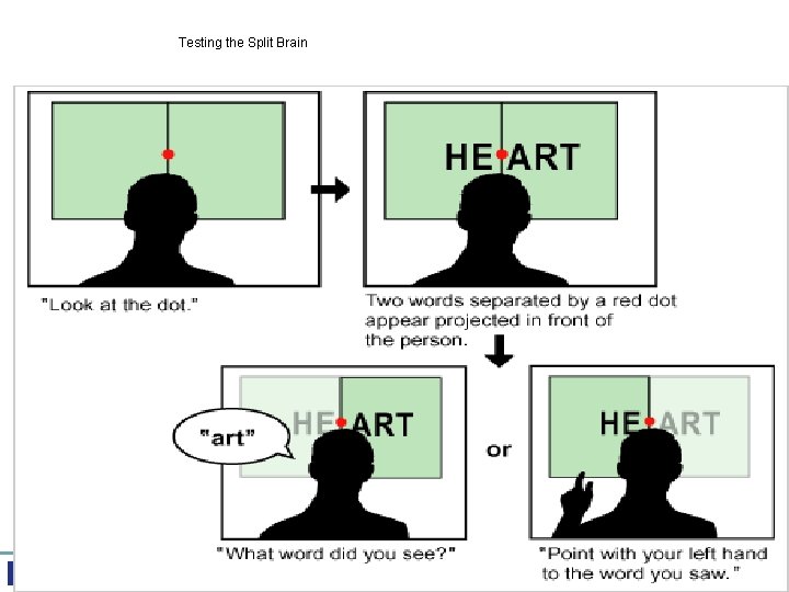 Testing the Split Brain Psychology, Third Edition Saundra K. Ciccarelli • J. Noland White