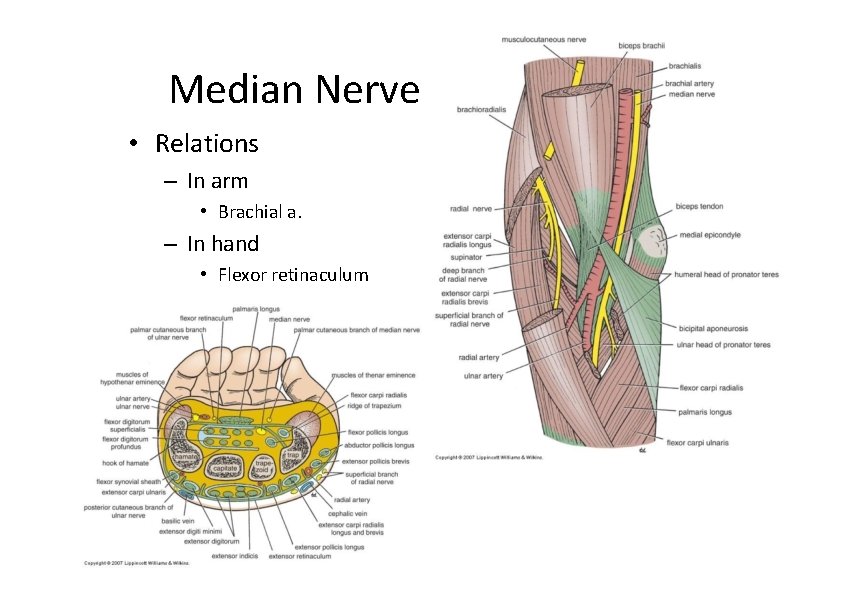 Median Nerve • Relations – In arm • Brachial a. – In hand •