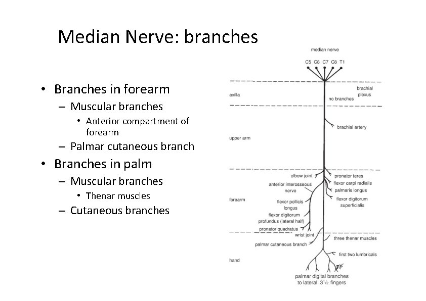 Median Nerve: branches • Branches in forearm – Muscular branches • Anterior compartment of