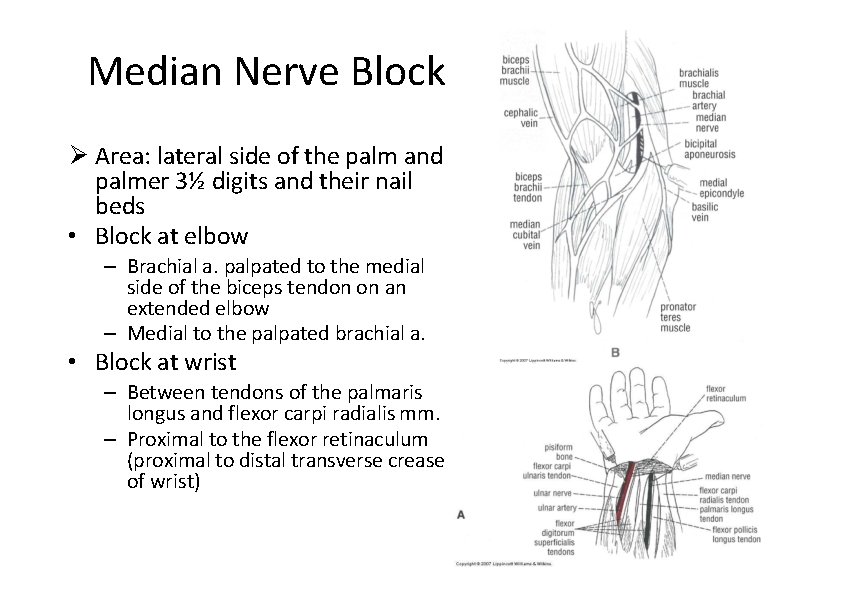 Median Nerve Block Area: lateral side of the palm and palmer 3½ digits and