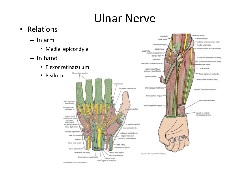  • Relations – In arm • Medial epicondyle – In hand • Flexor