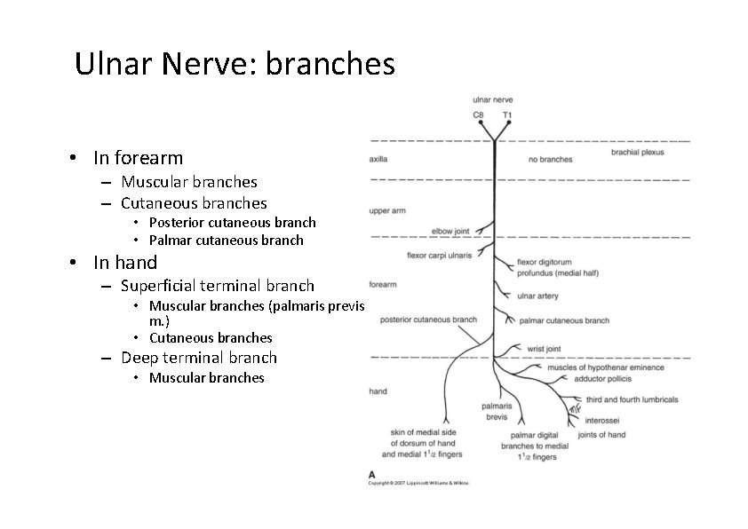 Ulnar Nerve: branches • In forearm – Muscular branches – Cutaneous branches • Posterior