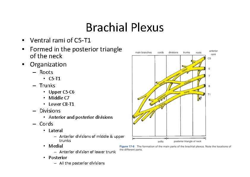 Brachial Plexus • Ventral rami of C 5‐T 1 • Formed in the posterior