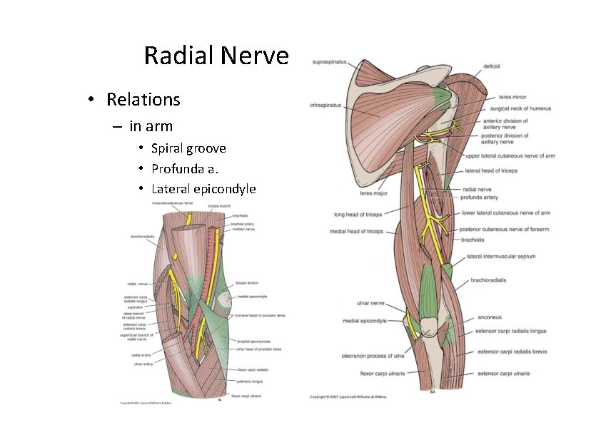 Radial Nerve • Relations – in arm • Spiral groove • Profunda a. •