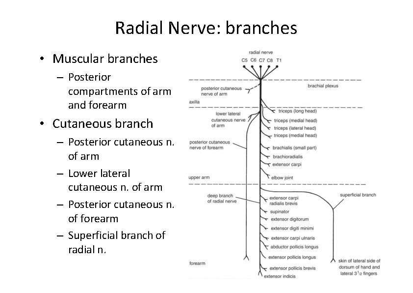 Radial Nerve: branches • Muscular branches – Posterior compartments of arm and forearm •