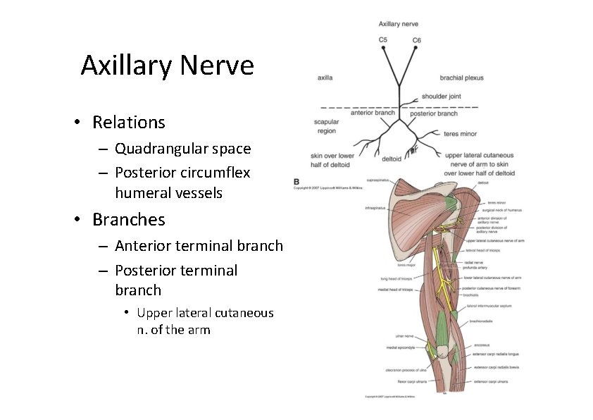 Axillary Nerve • Relations – Quadrangular space – Posterior circumflex humeral vessels • Branches