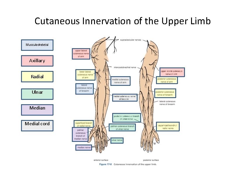 Cutaneous Innervation of the Upper Limb Musculoskeletal Axillary Radial Ulnar Median Medial cord 