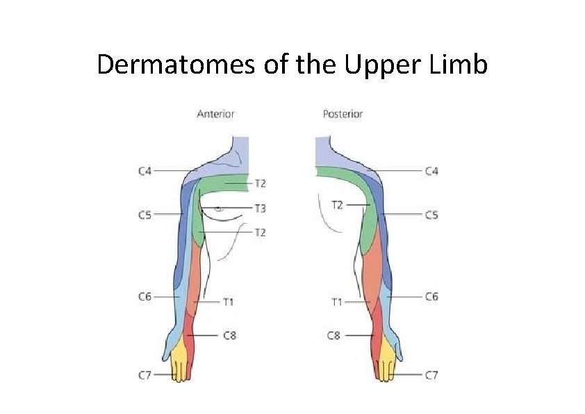 Dermatomes of the Upper Limb 