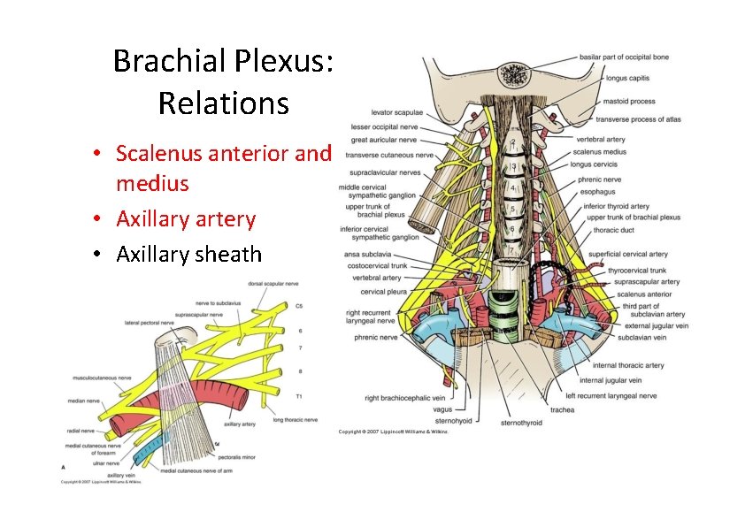 Brachial Plexus: Relations • Scalenus anterior and medius • Axillary artery • Axillary sheath