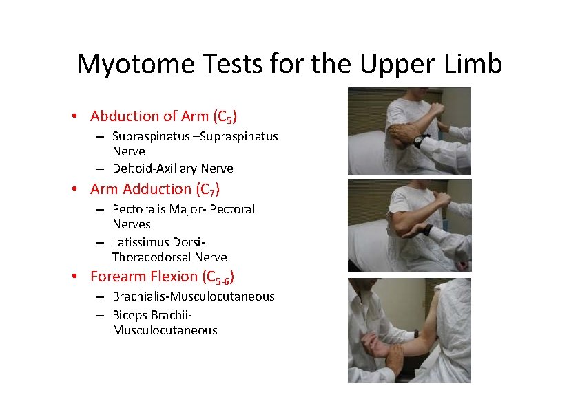 Myotome Tests for the Upper Limb • Abduction of Arm (C 5) – Supraspinatus