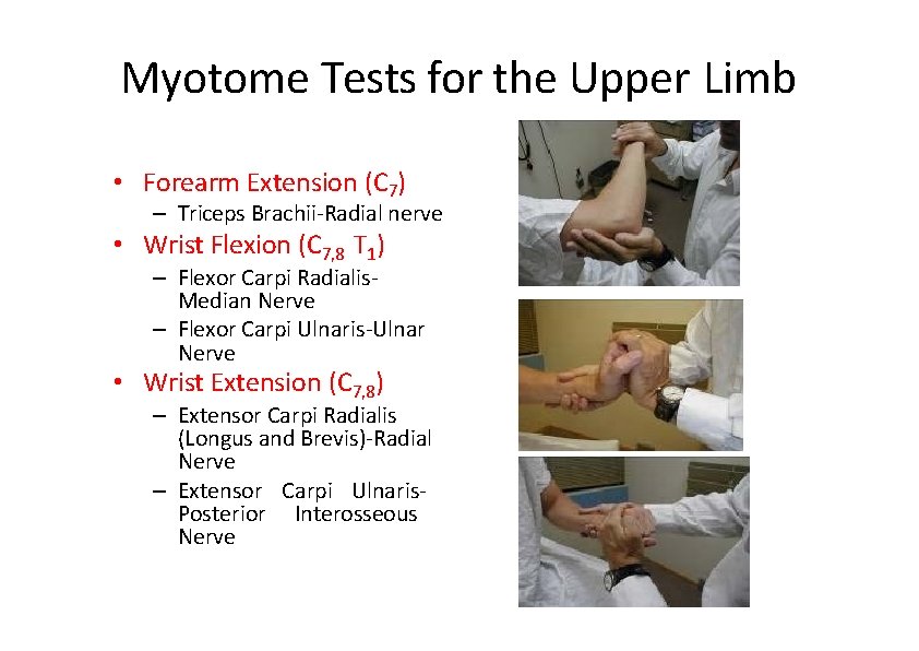 Myotome Tests for the Upper Limb • Forearm Extension (C 7) – Triceps Brachii‐Radial