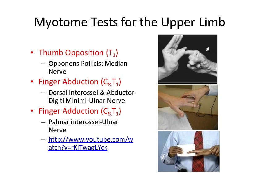 Myotome Tests for the Upper Limb • Thumb Opposition (T 1) – Opponens Pollicis: