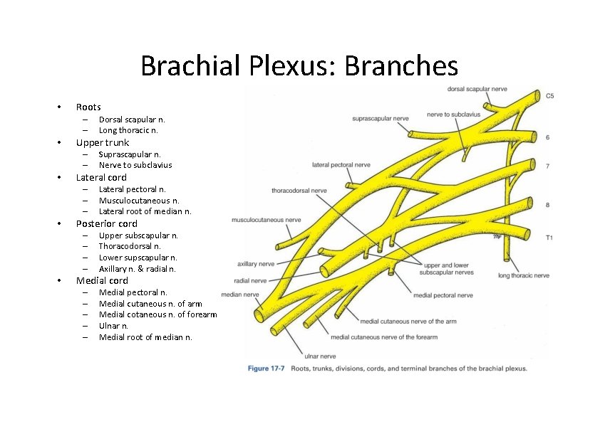 Brachial Plexus: Branches • Roots – – • Upper trunk – – • Lateral
