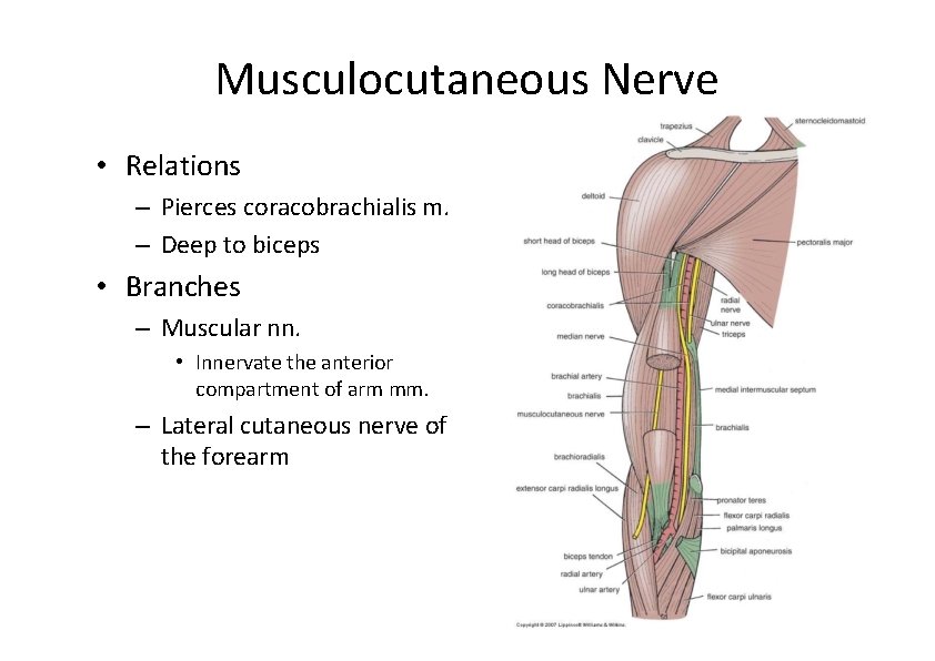 Musculocutaneous Nerve • Relations – Pierces coracobrachialis m. – Deep to biceps • Branches