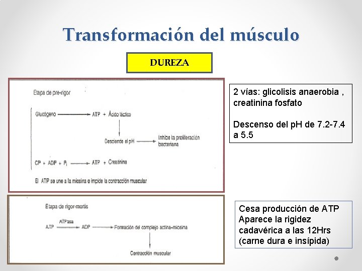 Transformación del músculo DUREZA 2 vías: glicolisis anaerobia , creatinina fosfato Descenso del p.
