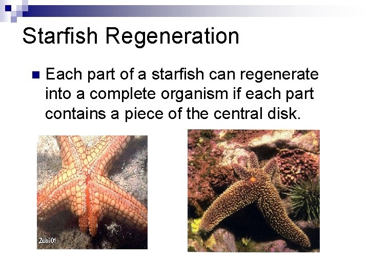 Starfish Regeneration n Each part of a starfish can regenerate into a complete organism