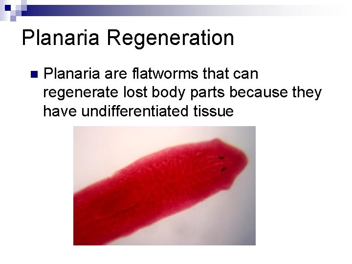 Planaria Regeneration n Planaria are flatworms that can regenerate lost body parts because they