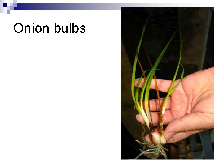 Onion bulbs 