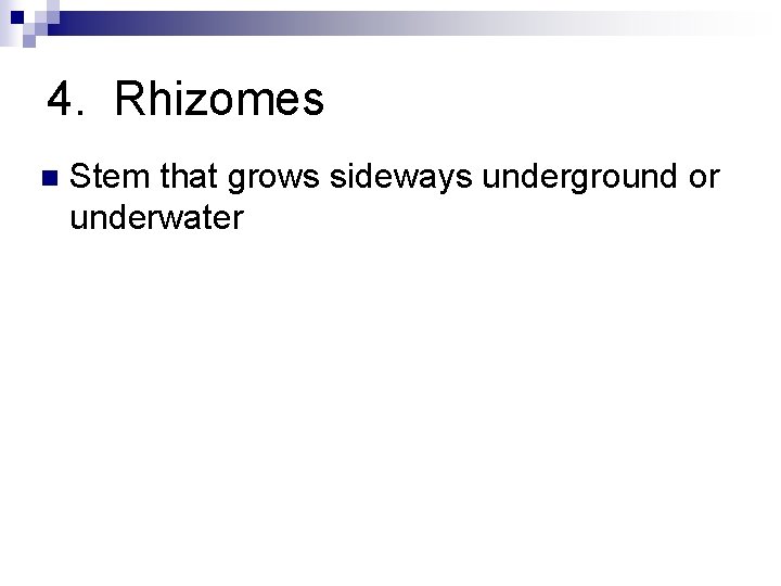 4. Rhizomes n Stem that grows sideways underground or underwater 