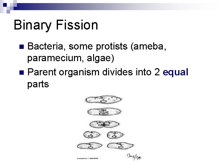 Binary Fission Bacteria, some protists (ameba, paramecium, algae) n Parent organism divides into 2