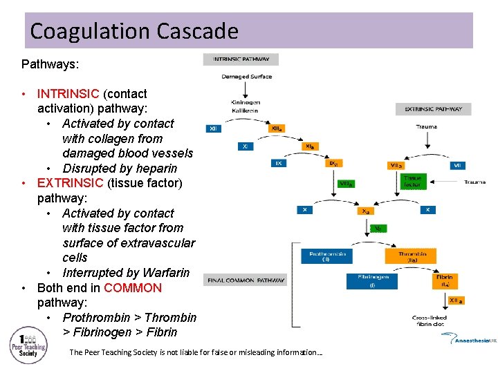 Coagulation Cascade Pathways: • INTRINSIC (contact activation) pathway: • Activated by contact with collagen