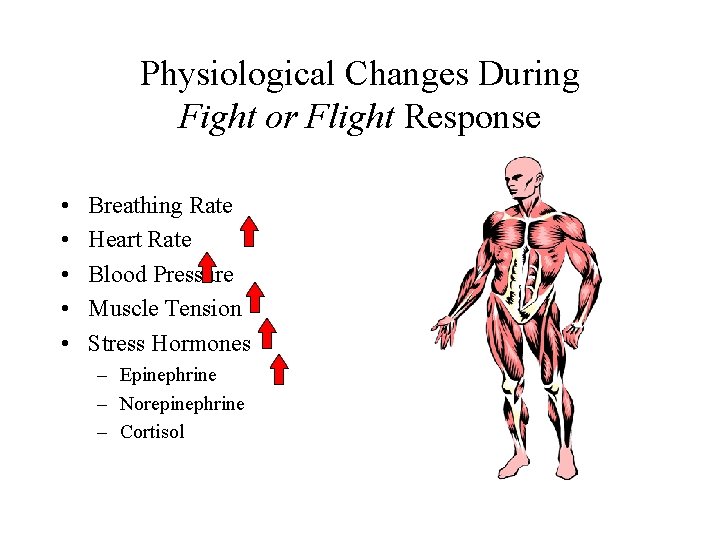 Physiological Changes During Fight or Flight Response • • • Breathing Rate Heart Rate