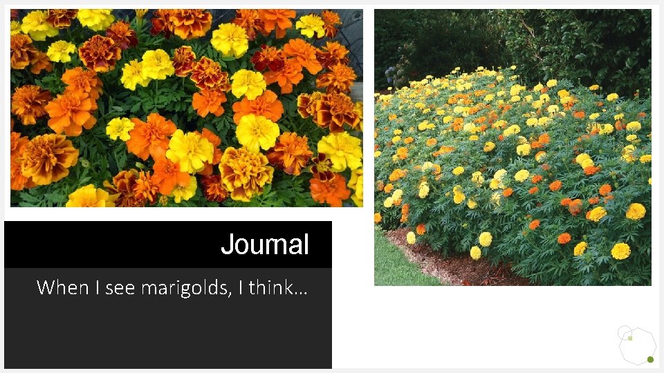 Journal When I see marigolds, I think… 