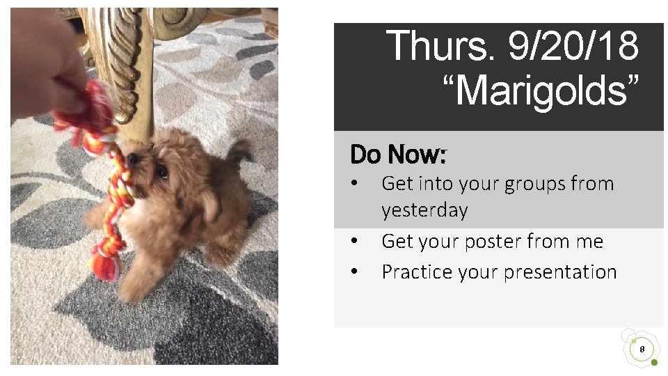 Thurs. 9/20/18 “Marigolds” Do Now: • • • Get into your groups from yesterday