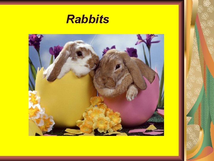 Rabbits 