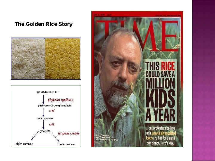 The Golden Rice Story 