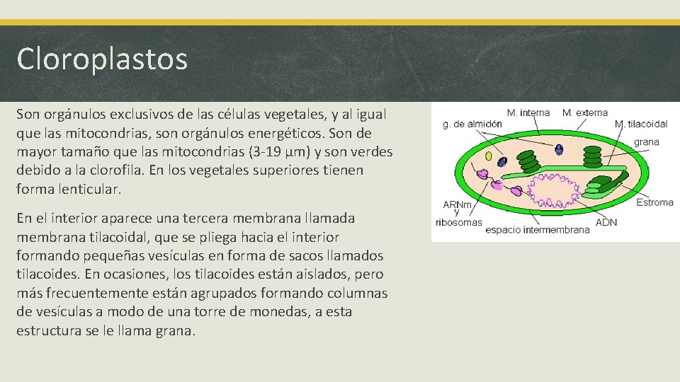 Cloroplastos Son orgánulos exclusivos de las células vegetales, y al igual que las mitocondrias,