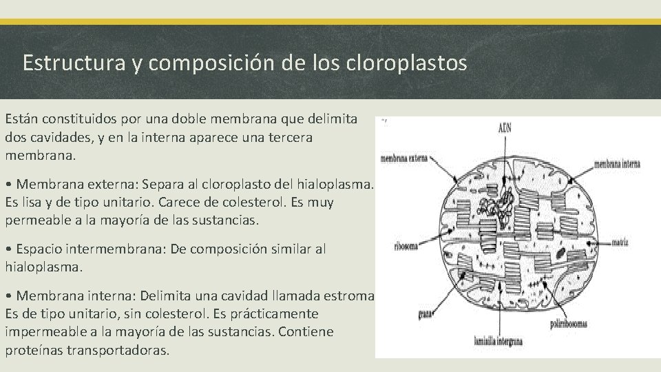 Estructura y composición de los cloroplastos Están constituidos por una doble membrana que delimita