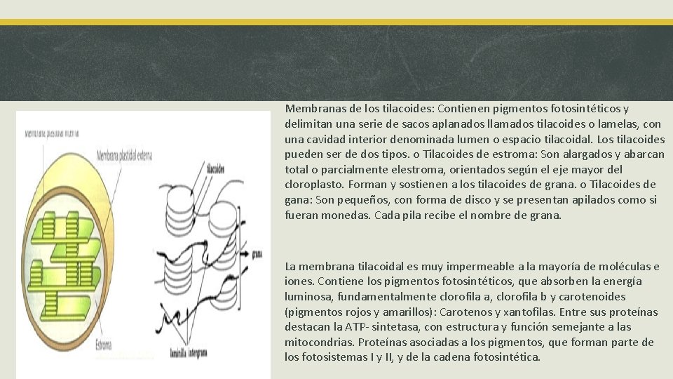 Membranas de los tilacoides: Contienen pigmentos fotosintéticos y delimitan una serie de sacos aplanados