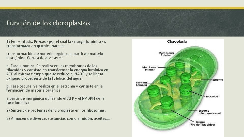 Función de los cloroplastos 1) Fotosíntesis: Proceso por el cual la energía lumínica es