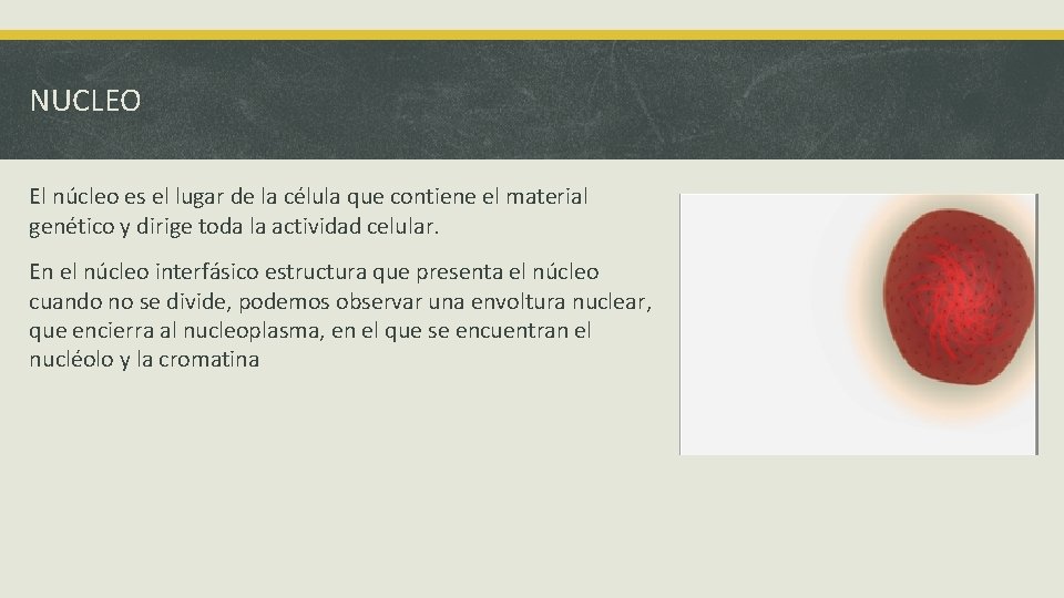 NUCLEO El núcleo es el lugar de la célula que contiene el material genético