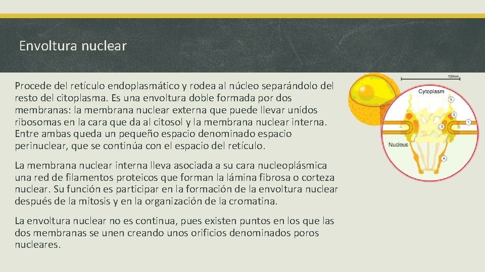 Envoltura nuclear Procede del retículo endoplasmático y rodea al núcleo separándolo del resto del