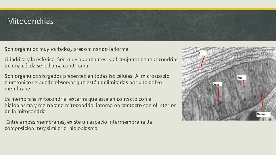 Mitocondrias Son orgánulos muy variados, predominando la forma cilíndrica y la esférica. Son muy